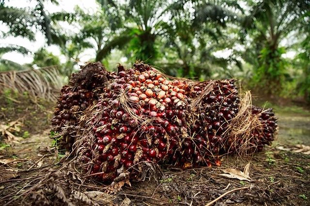The EU agrees to ban sales of coffee, cocoa or palm oil that cause deforestation