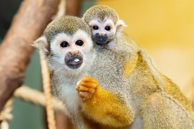 A Colombian scientific project is being investigated for experiments with 127 squirrel monkeys