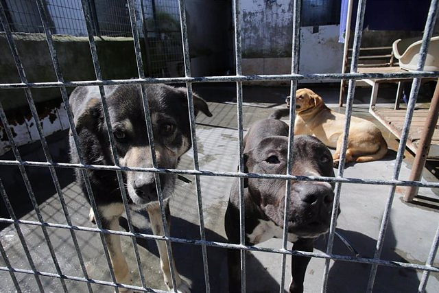 Congress approves the criminal reform of animal abuse without changes in the Senate when the Government loses the vote