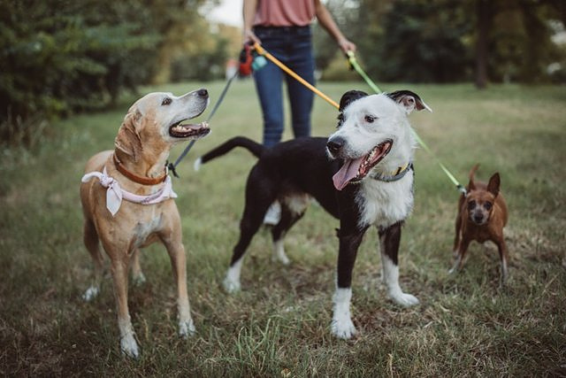 Walking the dog seems safe, but the leash has risks... That's what this study warns