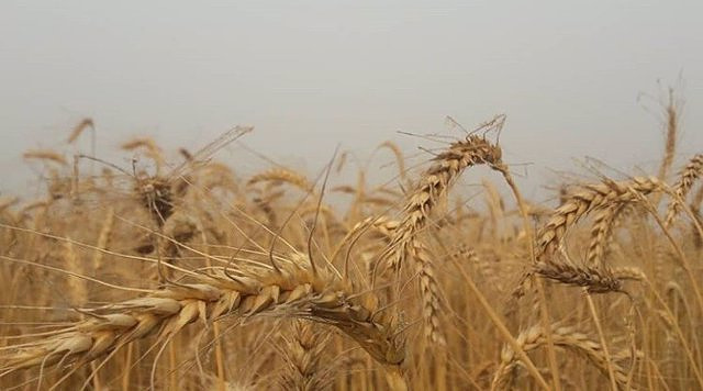 Brussels extends ban on Ukrainian grain in neighboring countries until September 15 despite kyiv's rejection