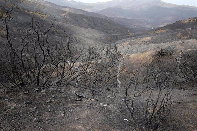 The Algerian authorities detain twelve people for the fires that caused at least 40 deaths