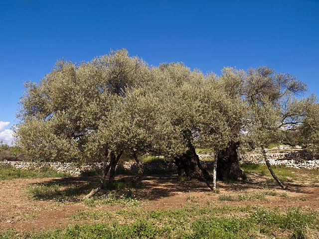 The OCU denounces that the price of olive oil is "skyrocketing", with increases that exceed 30%