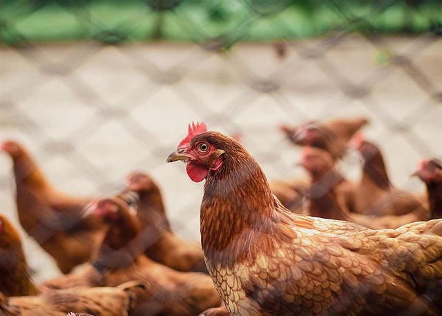 Chicken meat would triple its price to the consumer with the revision of the EU animal welfare standard