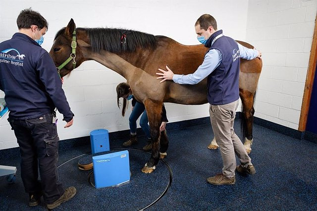 They develop a simple, low-cost CT device to detect and prevent injuries in horses