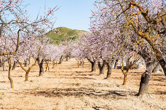 Dcoop will begin exporting Spanish almonds to China