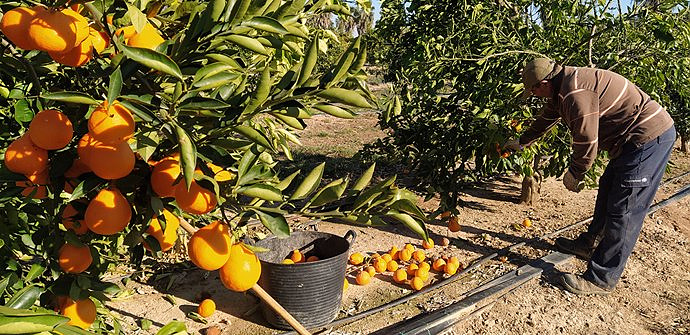 AVA-Asaja asks administrations to investigate the "sudden drop" of up to 30% in citrus prices