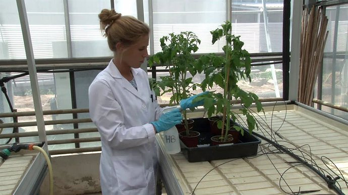 A compound reduces the impact of drought and improves productivity in tomato plants
