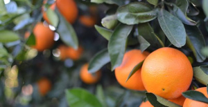 Spain calls for a "fast and effective" agreement from Brussels for the cold treatment of imported citrus fruits