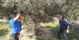 The Board pays 15.9 million euros of aid to the integrated production of olive groves, rice and fruit trees