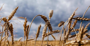 Cereal production in the EU will fall by 2.5% compared to 2021 due to the drought