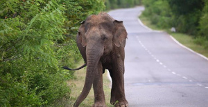 About fifty elephants have died in the first half of the year in Sri Lanka