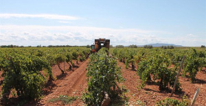 The vintage of the D.O. Navarra is a week early and an increase in the harvest of more than 17% is estimated