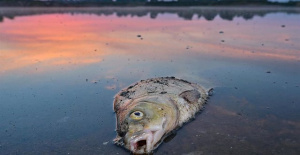 Poland detects toxic algae in the Oder River after the death of tons of fish