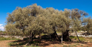 Valencian olive growers and oil mills consider not harvesting due to the lack of olives due to the drought