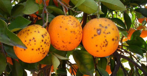 AVA warns of shipments of South African oranges and mandarins "infested" despite cold treatment