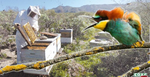 COAG estimates a reduction in the honey harvest between 40% and 50% due to the effects of the drought and the bee-eater
