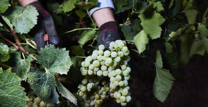 COAG asks Agriculture for help to "urgently" activate the distillation of crisis in the wine sector