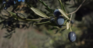 Planas asks Brussels to resort again to the WTO so that the US eliminates tariffs on Spanish black olives