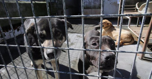 Congress approves the criminal reform of animal abuse without changes in the Senate when the Government loses the vote
