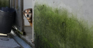How will the Animal Welfare Law affect pet owners?