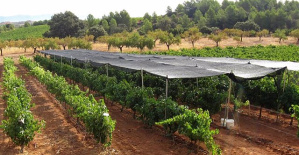 Researchers show that the quality and sustainability of cava can be improved through agronomic techniques