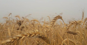 Brussels extends ban on Ukrainian grain in neighboring countries until September 15 despite kyiv's rejection