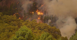 The Arafo fire (Tenerife) is "out of control" when it affects more than 1,800 hectares