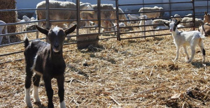 Castilla-La Mancha repeals requirements for slaughterhouses as surveillance for sheep and goat smallpox declines