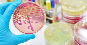 They study the role that intestinal bacteria can have in the development of new probiotics