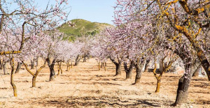 Dcoop will begin exporting Spanish almonds to China