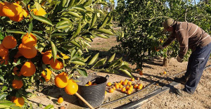 AVA-Asaja asks administrations to investigate the "sudden drop" of up to 30% in citrus prices