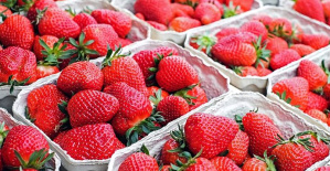 Government says that the strawberries with Hepatitis A were withdrawn after the Foreign Health alert and did not reach the consumer